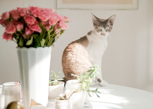 homedecor-leah-goren9